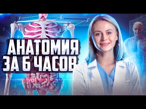 Video: Anatomiyada beyinlərarası tərif?