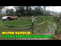 Musim Musim Inilah Yang Selalu Membuat Kampung Sedikit Ramai, Warga Banyak Beraktifitas Di Sawah.