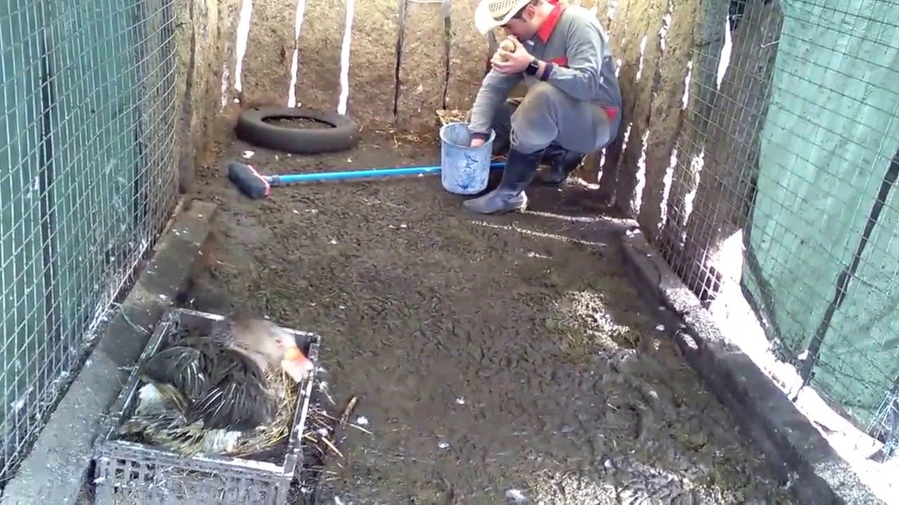 Cría de gansos. Incubación de Gansos da Enta.mp4 YouTube
