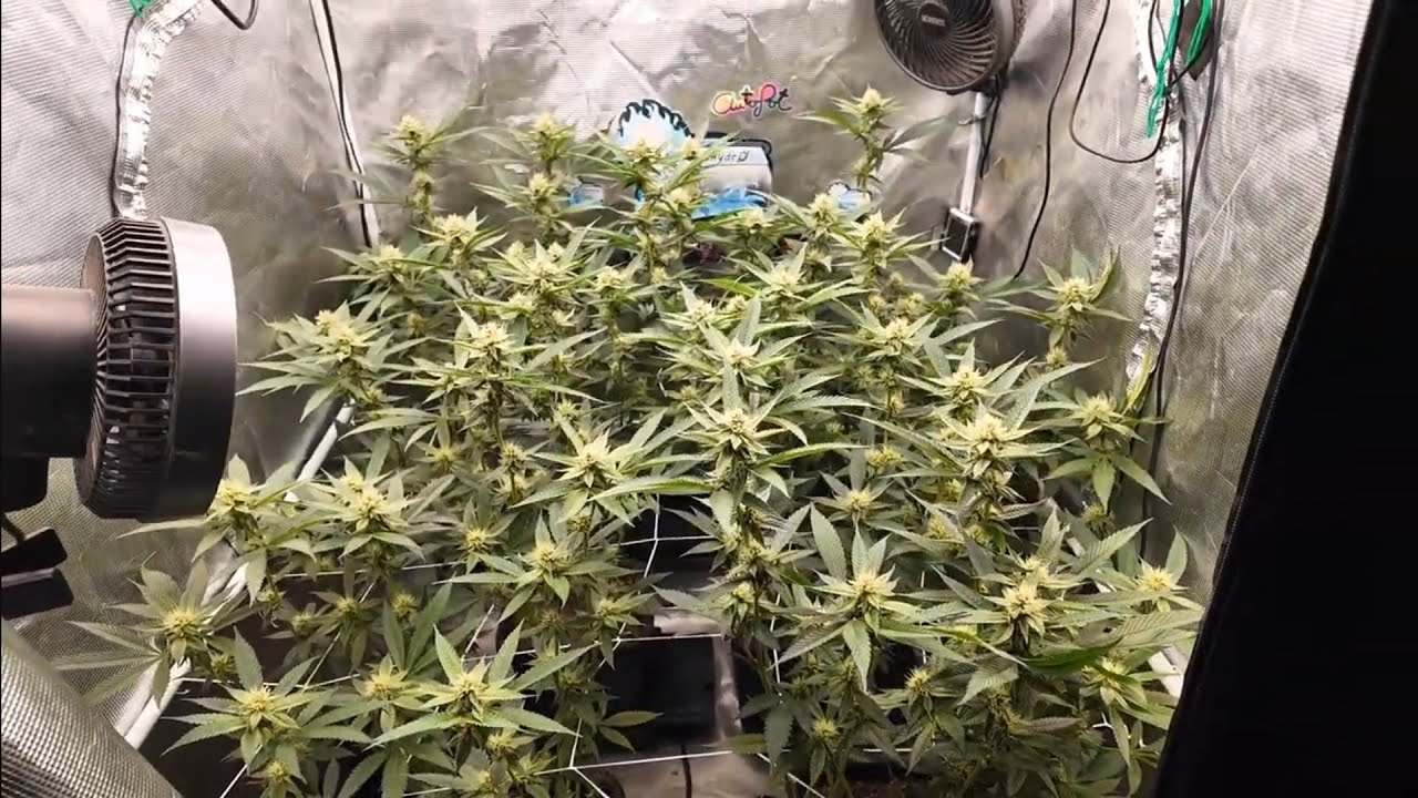 Autopots feeding with Gaia Green. Blackleaf Genetics and Solfire Strawmata. 