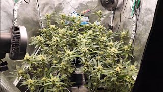 Autopots feeding with Gaia Green. Blackleaf Genetics and Solfire Strawmata.