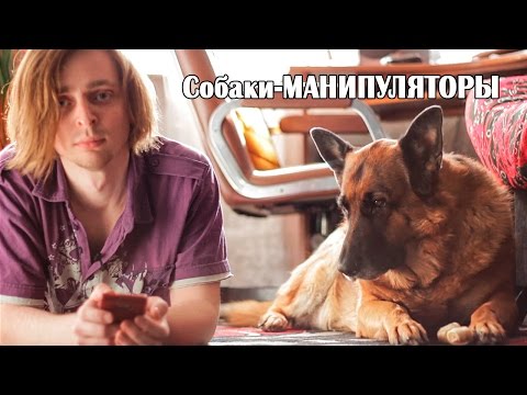 Manipulative dogs