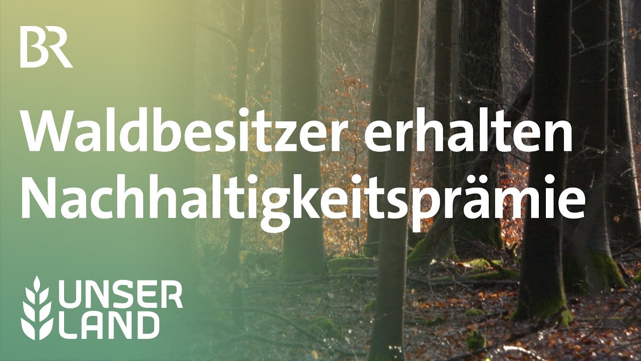 Artenreicher und klimastabiler Wald: Wird Gymnasiallehrer Waldbesitzer des Jahres? | Unser Land | BR