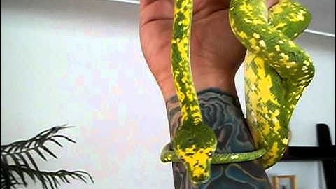 My Yellow Green Tree Python (BIAK) Color Change