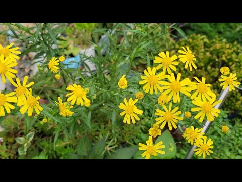 Utilidade pública! CUIDADO! Essa planta linda pode causar grandes problemas.