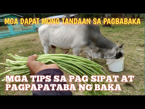 Paraan ng pagpapataba ng Baka Feeds at Palyat?sariaya quezon