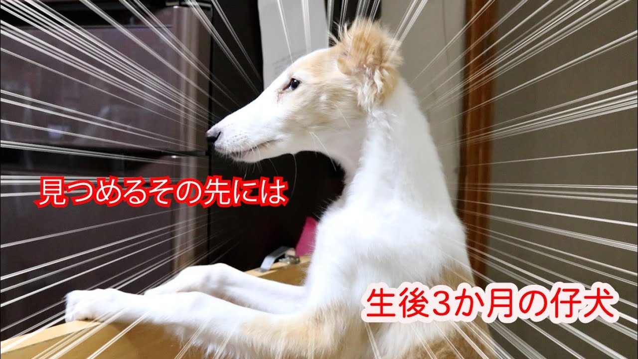 ぐったりおつかれ 大型犬ボルゾイ かわいい子犬にはまだお散歩は早かった Youtube