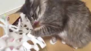 網をまとう猫 ノルウェージャンフォレストキャット Cat, wear a net. Norwegian Forest Cat.