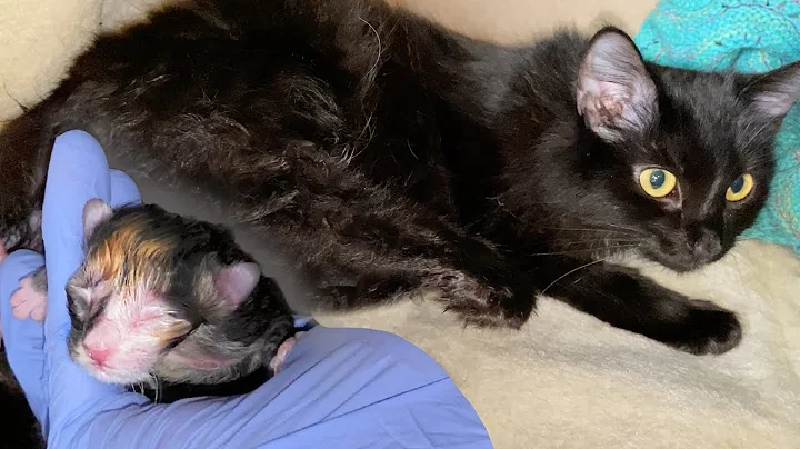 Witness the Miraculous Moment of a Cat Giving Birth to 6 Stunning Kittens