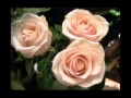 Три чайных розы.mp4