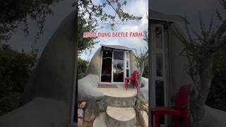 Addo Dung Beetle Accommodation #overnight #addo #uniquestays #accomodations #travelvlog #cavemanlife
