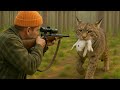 Special Video How Do American Hunters And Farmers Deal With Million Of Wild Boar And Bobcat By Guns
