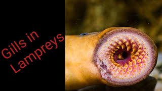 GILLS IN LAMPREYS !