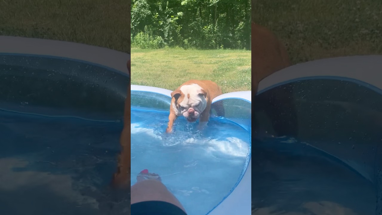 Dogs love swimming 