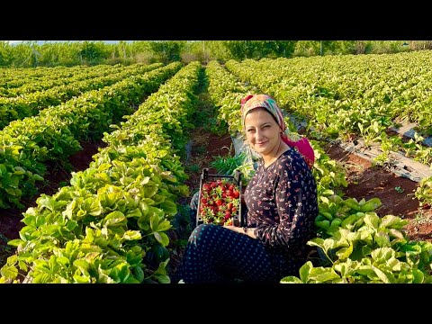 Huzur Veren Köy Evi Bahçesi | Köy Kadınları | Köyde Yaşam Köy Hayatı