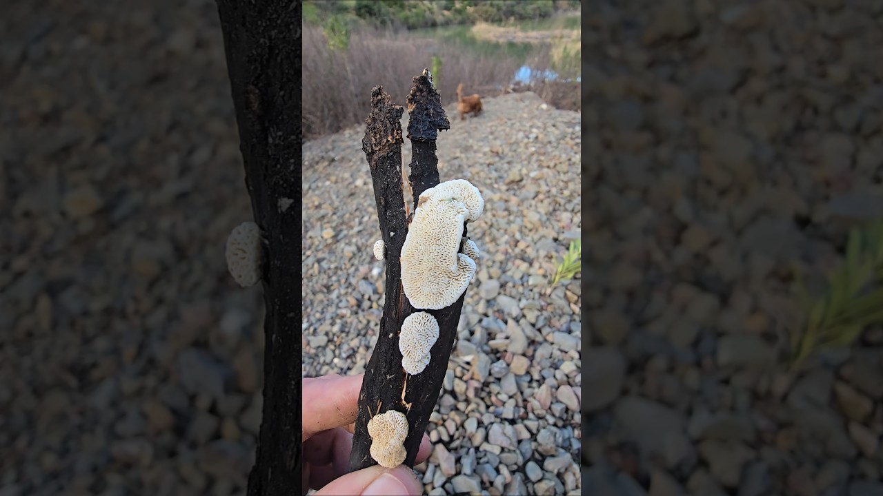 Nature's Hidden Teeth, Irpex lacteus