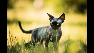 Devon rex – poznaj bliżej tę kocią rasę!