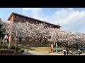 24. 4 .5  대전 카이스트 벚꽃  명소 입니다  소망관 N16동 벚꽃길  KAIST Cherry Blossom Daejeon Walking Tour Korea 4K HDR