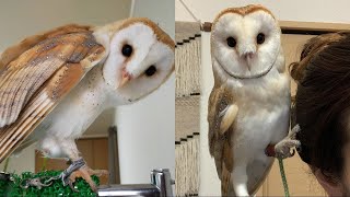 OWL BIRDS Funny Owls And Cute Owls Videos Compilation (2021) #020  CLONDHO TV