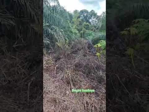 Video: Pengendalian Gulma Taman Asli: Tips Membasmi Gulma Di Kebun Tanaman Asli