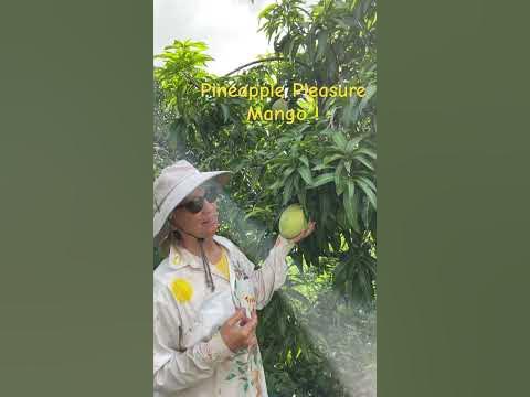 ‘Pineapple Pleasure’ Mango! 🥭🍍 #mangos #mangoseason #southflorida - YouTube