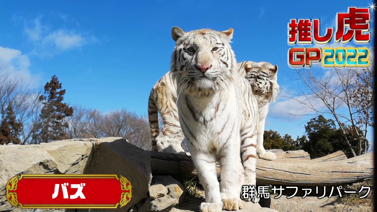 推し虎グランプリ22 みんなで投票しよう