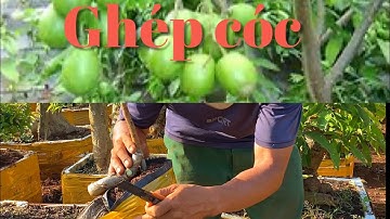 Tập 818/ ghép cóc thái vào gốc cóc rừng