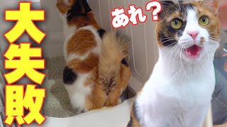 トイレ中の猫を覗き見してみたらオシッコ失敗してビチャビチャになってました…www