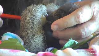 A close-up of rescued baby sloths Robin and Neomi eating!  So cute!  Recorded 01\/28\/23.