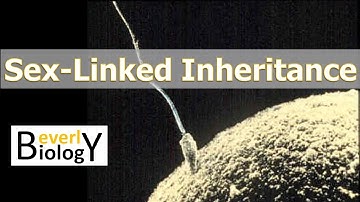 Sex linked Genetic Inheritance (Story Based)