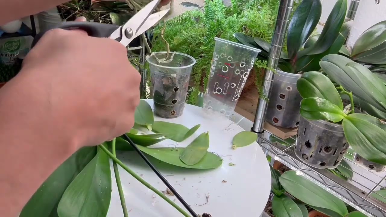 Cómo rescatar orquídeas con raíces dañadas 