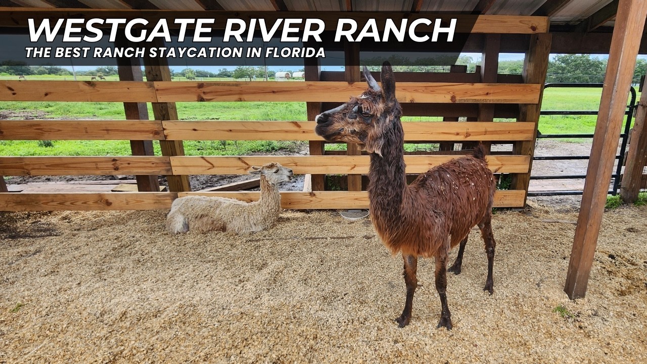 West Gate Rodeo And Ranch Westgate River Ranch & Rodeo: Another Staycation at Our Favorite Place ...