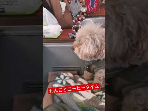 犬と過ごすキャンピングカー車内 #inuvan #イヌとバンライフ