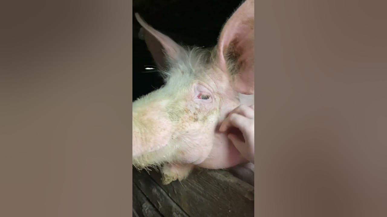 Поросятко🐖 - YouTube
