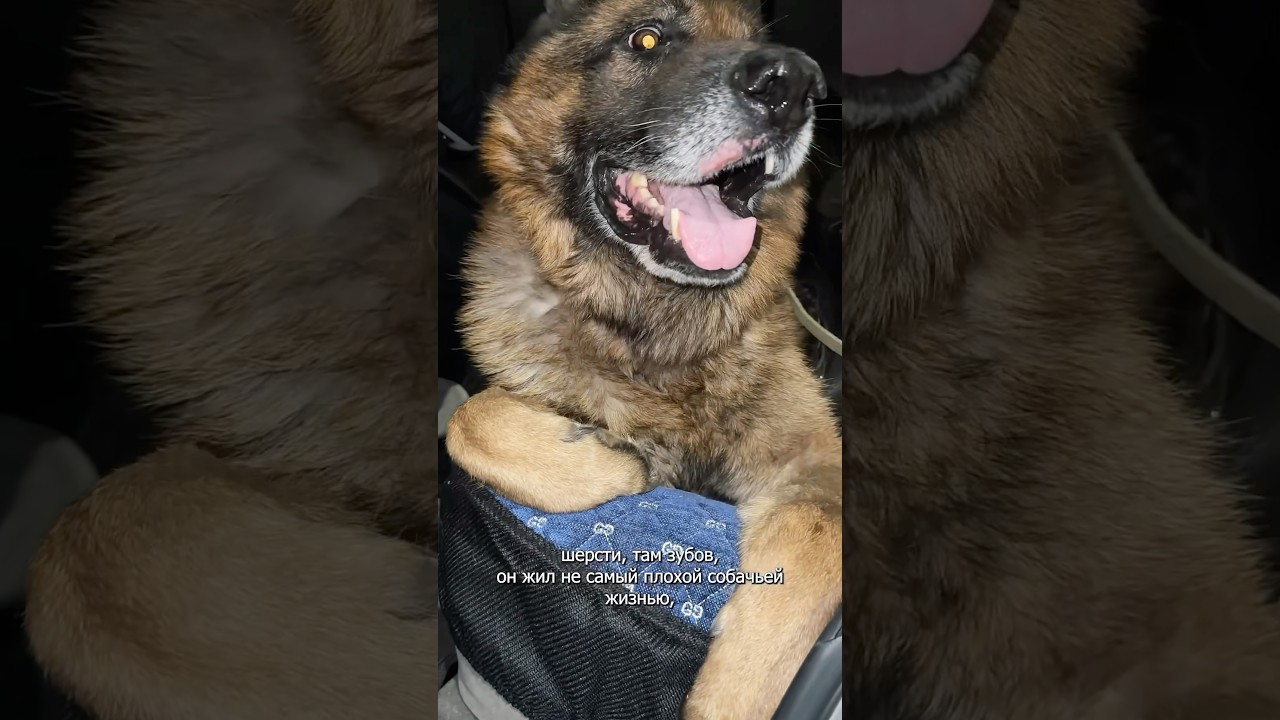 Малыш. Пополнил ряды наших пенсионеров. История до боли обычная. Отработал свой срок- иди в поле.