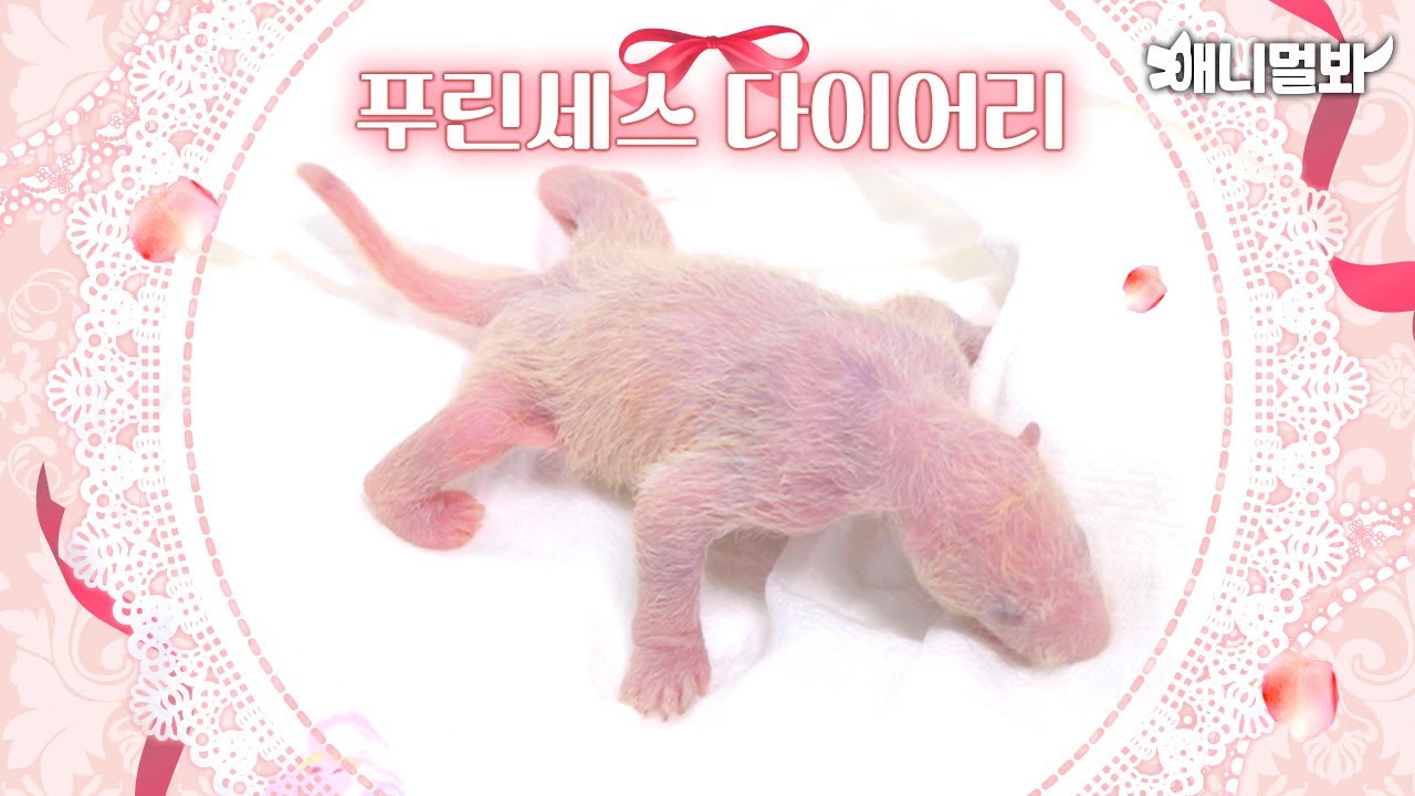 Сборник песен Fu Bao We Love за 4 года