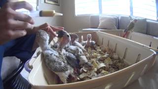Handfeeding 7 baby parrots by Lenisk8 14,213 views 10 years ago 3 minutes, 9 seconds