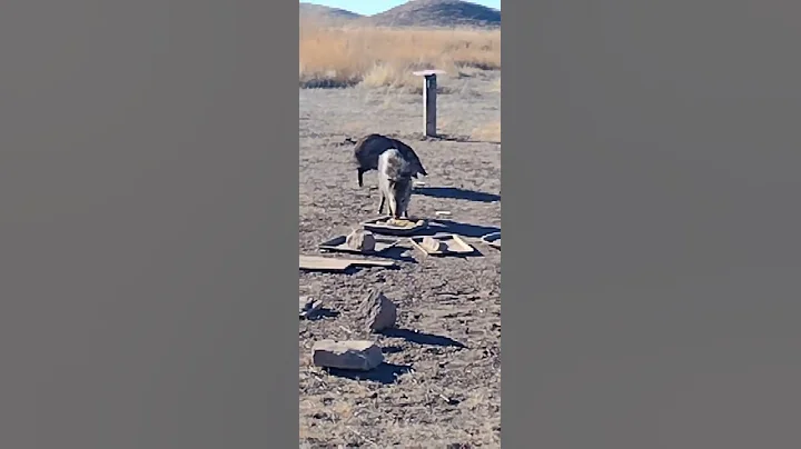 #javelinas #arizona #desert #beautiful