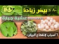 عشبة رهيبة تزيد إنتاج البيض ٨٠ ٪ 🥚وتكبر حجمه وتحسن جودة الصفار 🍳 ٦ أسباب تخلي الفراخ بتقل البيض🐓