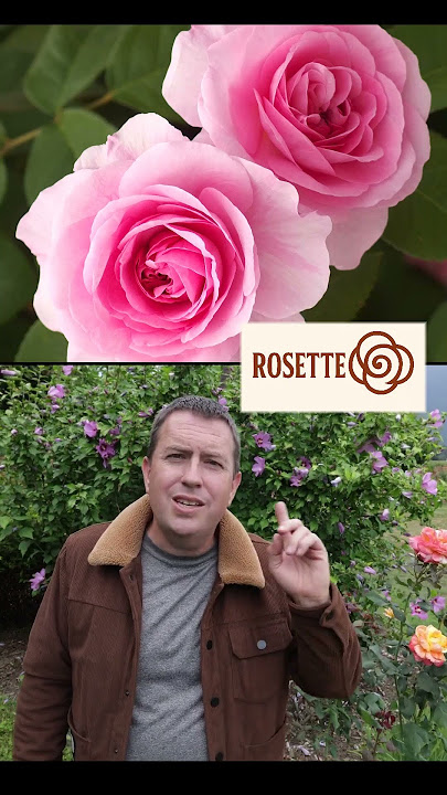 Rose Bloom Forms  #rose #gardening