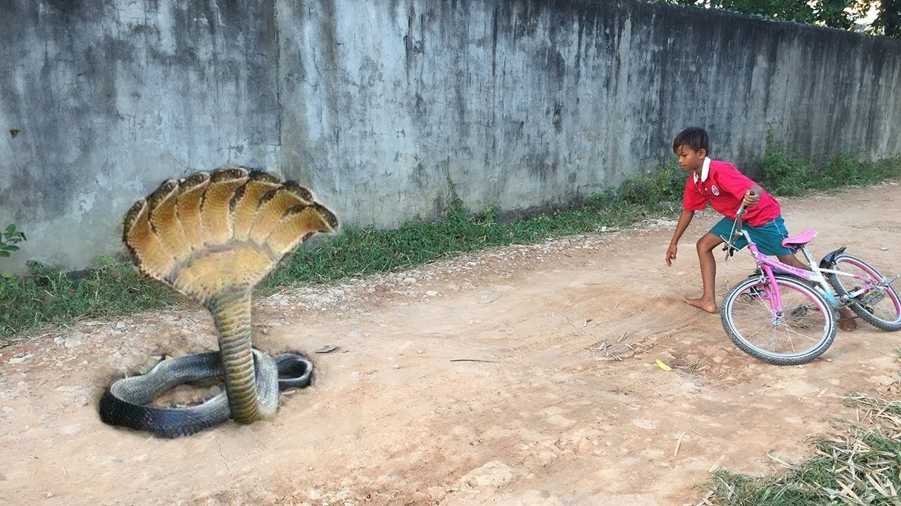 Brave Boys Catch Village Snake Along The Road - How To Catch Village Snake In My Village