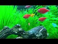 Mesmerizing Pink Fish Aquarium 🌿 Relaxing 4K Nature Scene