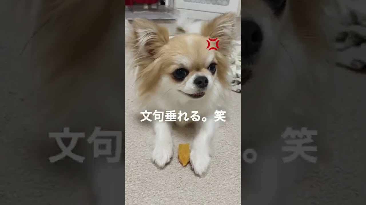 お留守番中 飼い主が知らないところで大号泣してたチワワがこちらです Youtube