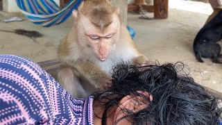 ASMR Mom Completely Relaxing While Monkey Zueii Grooming by ZUEII MONKEY 1,893 views 12 days ago 4 minutes, 40 seconds