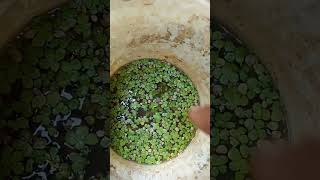 How To Make Asola Culture• Atg Tech Freaks 🌎🐠 Resimi