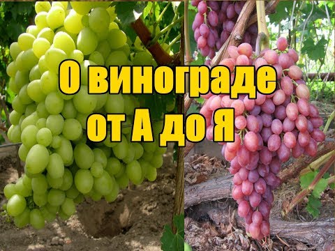 Как сажать и ухаживать за виноградом