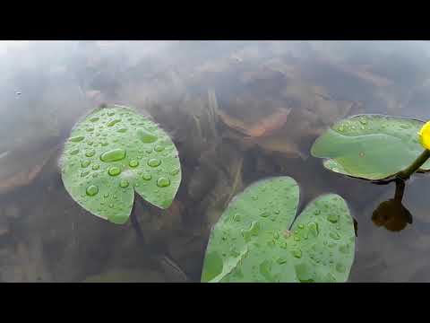 Nuphar