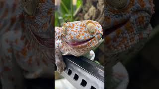 TOKAY GECKO JUMP SCARE! TIKI ASMR #shorts