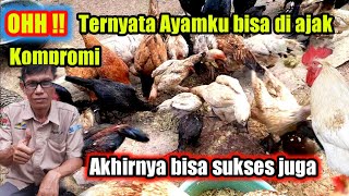 Cara Mengatasi kesulitan Pakan dalam beternak Ayam