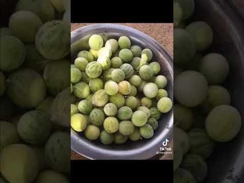 طبل العز ضرب